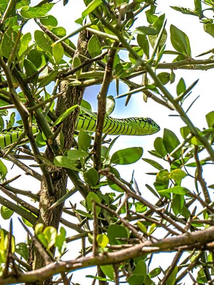 A closer look at the beautiful and deadly Boomslang. Its incredible camouflage makes it a true challenge to spot, and a thrill to photograph.