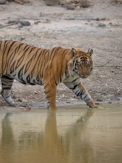 Pujari emerges from the water. On my photo safaris, I share these intricate stories that bring the subjects of our photos to life.