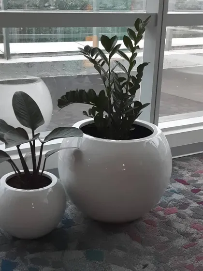 A pair of matching white spherical planters of different sizes, holding a Calathea and a ZZ plant. This grouping creates a cohesive and stylish look for a corporate reception or common area.