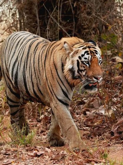 This is the Dadhiyal Tiger of Tadoba, a truly massive male. Capturing his full form as he patrolled his territory shows the sheer scale and power of these incredible animals.