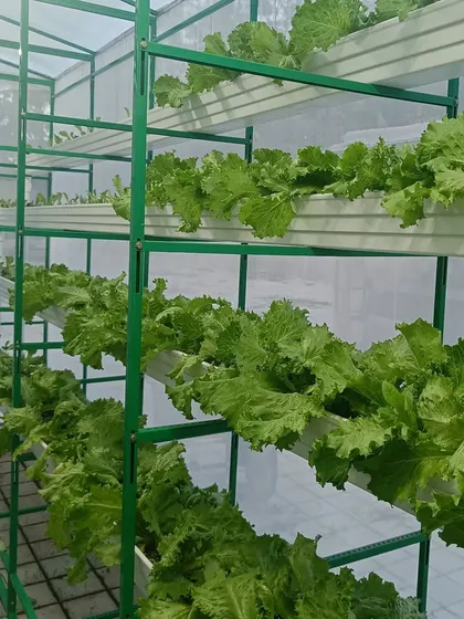 Look at these rows of crisp lettuce. This is the beauty of vertical hydroponics. You get big harvests in a small footprint, all without a speck of soil.