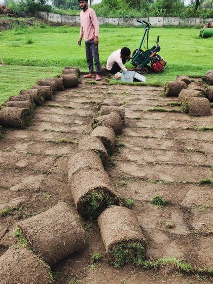 Delhi Gardner - Wholesale Plant & Turf Supply Natural Grass Turf: From Our Farm to Your Project photo 128