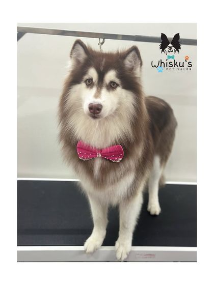 Furrybells Pet Grooming - Pet Grooming (Dogs & Cats) Breed-Specific Dog Styles photo 68