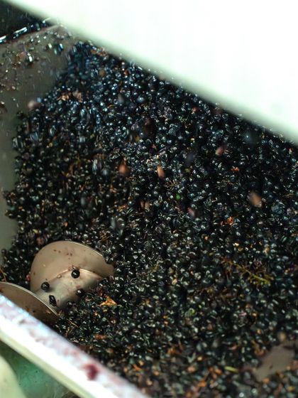 After harvesting, grapes are destemmed and crushed to release their juice. For red wines, the skins remain with the juice during fermentation to add color, flavor, and structure, a delicate balance to avoid extracting bitter tannins.