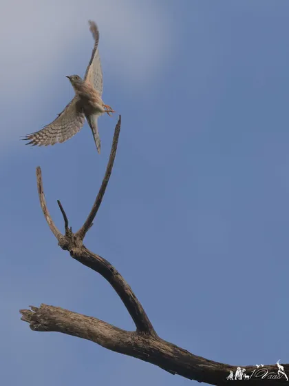 A Common Hawk-Cuckoo, popularly known as the "brainfever bird" for its repetitive, high-pitched call, takes flight from a dead branch.