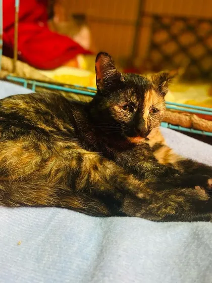 This beautiful tortoiseshell cat, Spots, is a treat to the eyes. She was a rescue who needed a safe place to heal and now she is thriving in our home environment.