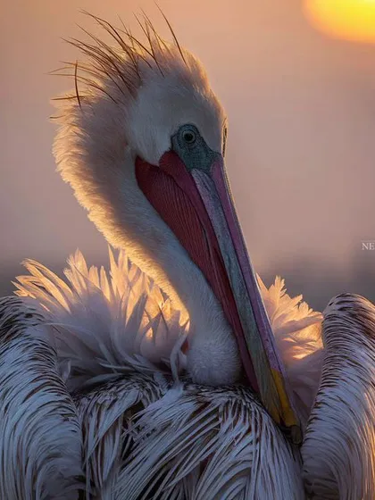 A pelican at Bharatpur Bird Sanctuary, glowing in the last light of the day. The golden hour brings out incredible textures and colors that you just don't see at any other time. This is my favorite time to shoot.