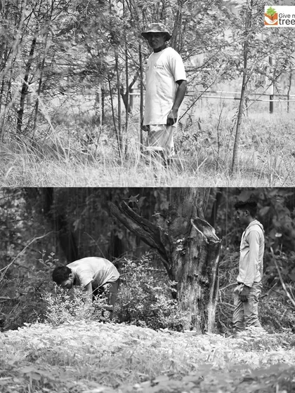 Our field workers are constantly monitoring the health of the forest, clearing weeds and ensuring each tree has the space to grow. Their dedication is the reason for our success.