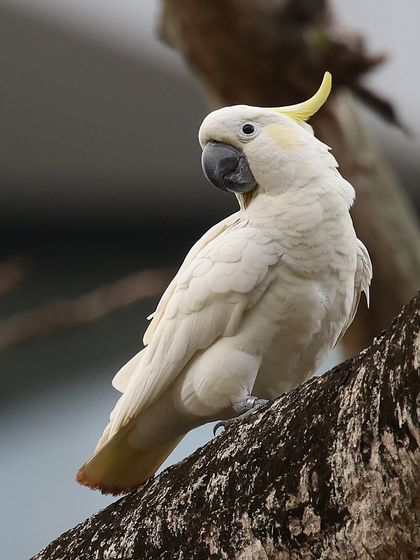 Hornbills, Kingfishers & Forest Jewels photo 15