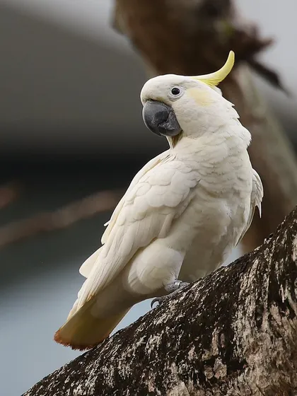 Another view of the critically endangered Yellow-crested Cockatoo in Hong Kong. The survival of this species is threatened by the illegal bird trade, and the urban population in Hong Kong represents a unique and important group for conservation.
