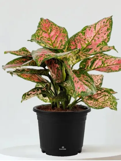 Add a pop of color with a Pink Aglaonema. This variety is just as easy to care for as its green counterparts and adds a unique, vibrant touch to your indoor plant collection.