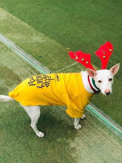 Our diva Princess, a stylish Indie, shows off her Christmas attire from another angle. She looks fabulous in her yellow shirt and festive antlers.