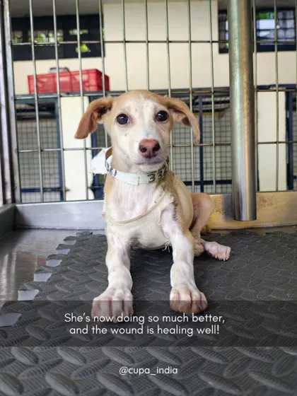 Cupa - Emergency Animal Rescue & Treatment Dog Rescue & Recovery Stories photo 24