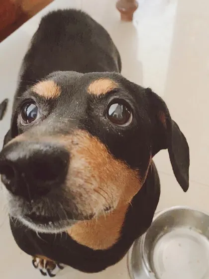 This is the look that says "more DoggyBox, please!". Seeing happy and healthy pups is why I started this journey.