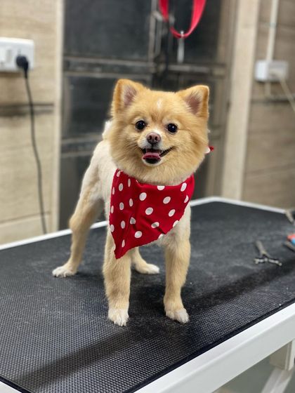 Vodka the Chihuahua is ready for a party in his red polka-dot bandana.