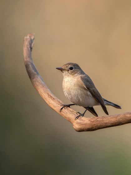 A female Red-breasted Flycatcher. Learning to identify and photograph female birds is just as important as capturing the brightly coloured males.