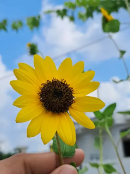 Bhardwaj - Urban Gardening Consultation A Riot of Colorful Flowers photo 16