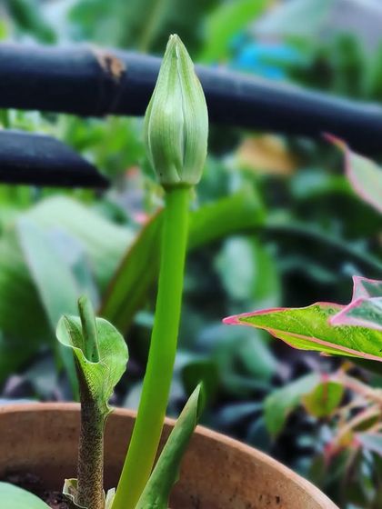 Flowering Beauties photo 14