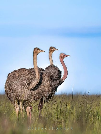 Symphony. There's a beautiful, quiet harmony in this scene. It’s a celebration of the simple, timeless truths that you can find in the everyday moments of the wild.