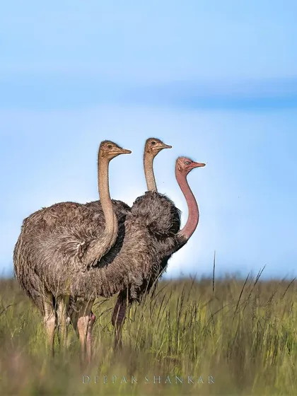 A symphony of ostriches. I love how their necks align in this image, creating a sense of symmetry and purpose. It’s a reminder to find beauty and order in the everyday scenes of the wild.