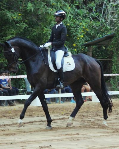 Sport Horse Breeding & Sales