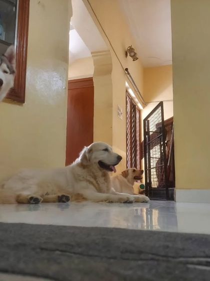 A few of the gang chilling indoors. You can see the Husky smiling for the camera.