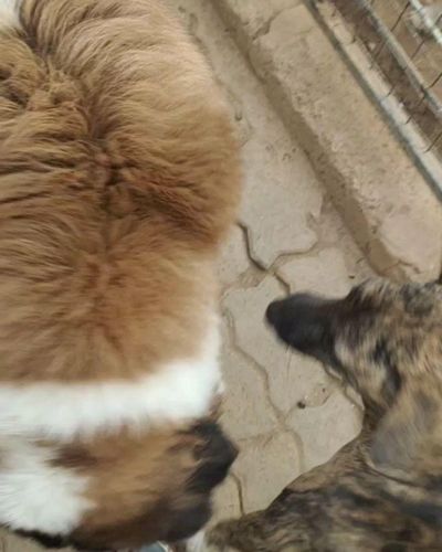 Pet Relocation Services