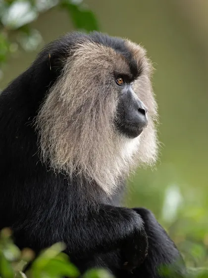 A profile shot of a Lion-tailed Macaque, highlighting the shape of its mane and its intelligent eyes.