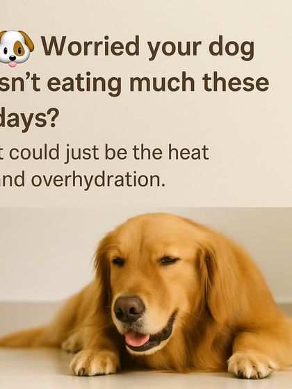 Worried your dog isn't eating much during the summer? It could just be the heat and overhydration. It's a common seasonal change, not necessarily a medical emergency.