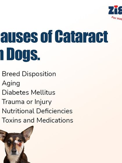 Zigly - Veterinary Services Pet Parent Resources & Tips photo 26