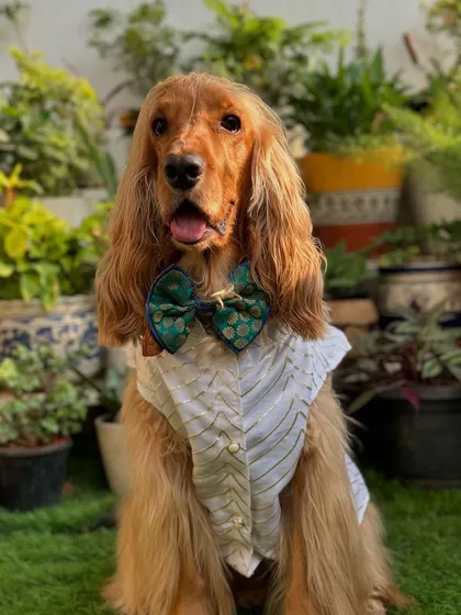 A full view of Posto's handsome Navratri look, ready to celebrate the festival.