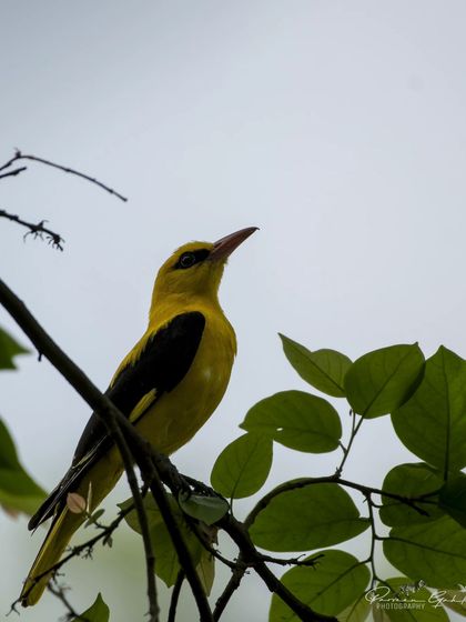 A vibrant Indian Golden Oriole perched among green leaves.