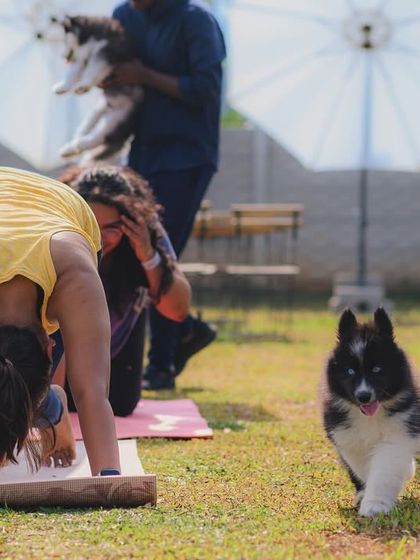 The Pawsome Camp - Dog Party & Event Hosting Special Events & Workshops photo 11