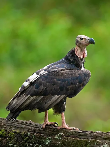 A Red-headed Vulture, a critically endangered species, stands tall on a log. Its bare red head and powerful build are adaptations for its role as a scavenger.