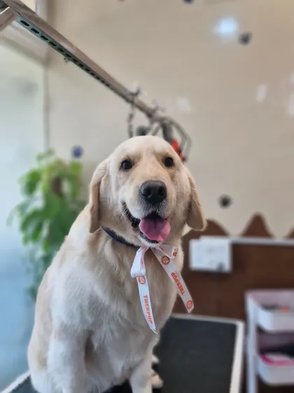 Mamppi Deb - Pet Grooming & Styling Golden Retriever & Large Breed Grooming photo 8