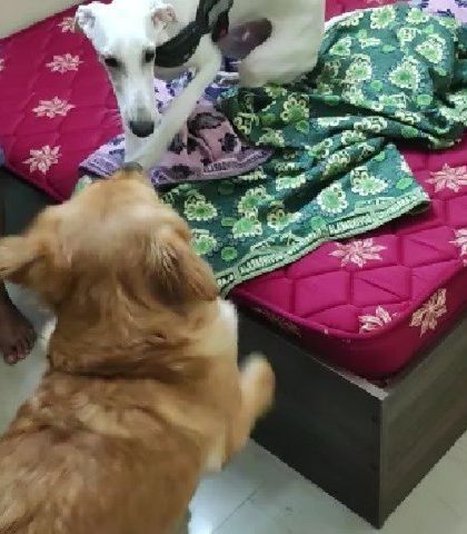 FurryDen - Home Dog Boarding Just Us & The Pups photo 5