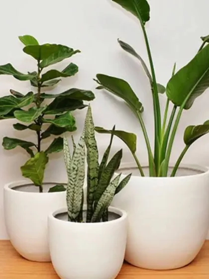 A trio of popular office plants: a Fiddle Leaf Fig, a Bird of Paradise, and a Snake Plant. Grouped together in matching white pots, they create a clean, modern, and stylish statement.