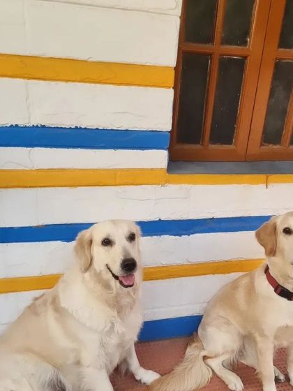 Another shot of two of our beautiful Golden Retriever guests. They are the picture of health and happiness.