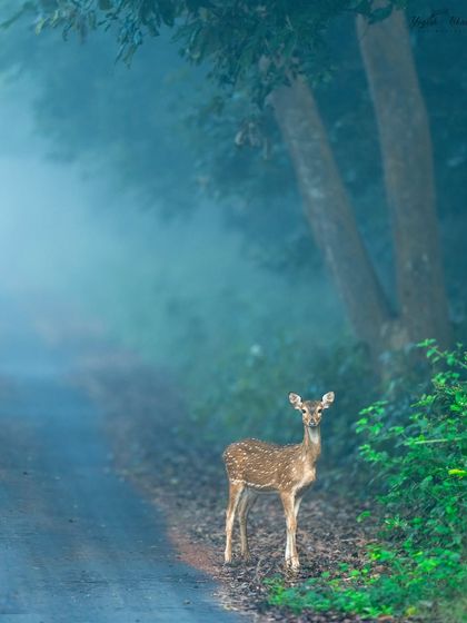 A spotted deer in the misty winter morning. I set my white balance to 4500K to capture the cool, blue mood of the scene. The fog acts as a natural diffuser, creating a soft, ethereal portrait.