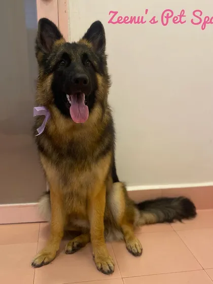 This handsome German Shepherd is looking proud and fresh after his grooming. For large breeds, I focus on a thorough bath, deshedding to manage their thick coat, and nail trimming for comfort.