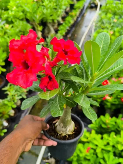 A vibrant red Desert Rose, held to show its stunning colour.