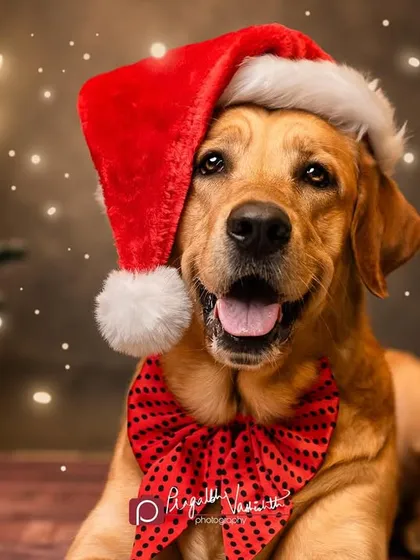 Holiday campaigns are a great way for brands to connect with customers. This festive portrait of Tyson, captured for a Heads Up For Tails Christmas shoot, shows how I create warm, professional, and timely content for seasonal marketing.