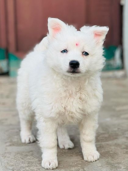 This fluffy white puppy is looking right at the camera, showing its curious and alert nature.