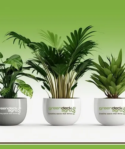 My blog offers tips on how to choose the best indoor plants for your office. I cover everything from low-light options to the best air-purifying varieties to help you create a green paradise.
