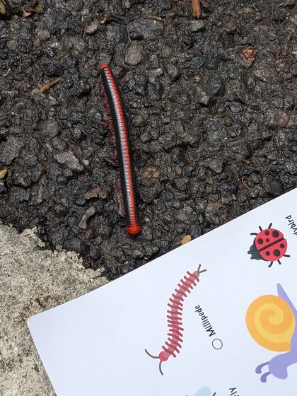 A real-life millipede crawling right next to its picture on our scavenger hunt sheet. This is how we make learning interactive and fun, connecting illustrations to the living world.