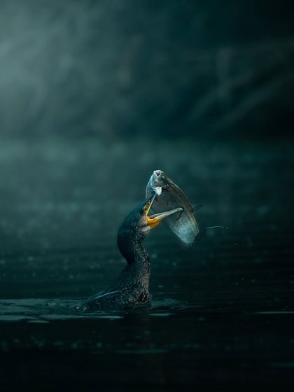 A creatively edited image of a cormorant with its fish, adding a moody and artistic feel to the scene. Sometimes I like to play with post-processing to enhance the emotion of a photograph.
