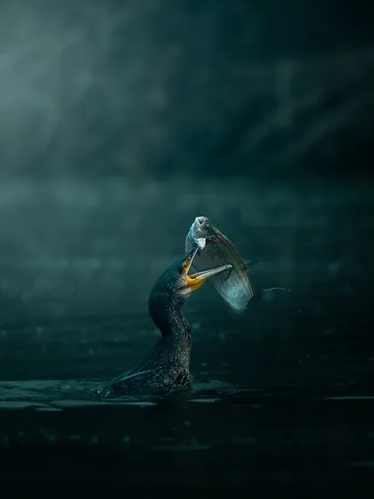 A creatively edited image of a cormorant with its fish, adding a moody and artistic feel to the scene. Sometimes I like to play with post-processing to enhance the emotion of a photograph.