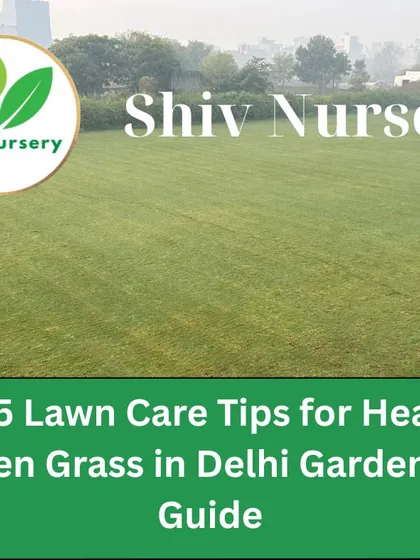 Another guide image for maintaining healthy green grass in Delhi. I provide complete solutions from supply to maintenance.