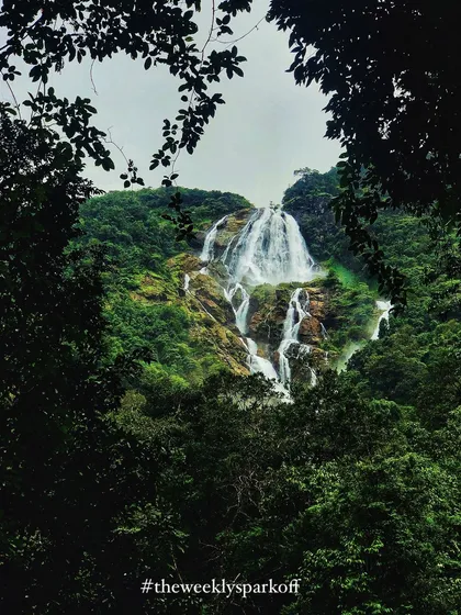 A beautiful, framed shot of Dudhsagar falls, seen through the trees, capturing its majestic presence in the monsoon.