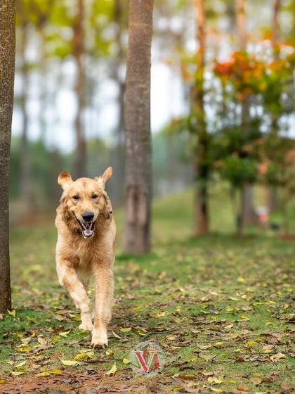 Asher the golden retriever in his element, running through a leafy park with an unstoppable grin. This is the kind of wild, happy energy I love.